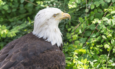 Rapace