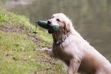 golden retrieversau travauk