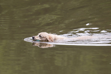 golden retrieversau travauk