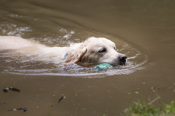 golden retrieversau travauk