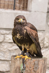 rapace