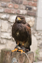 rapace