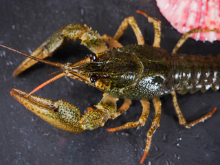 freshly caught crayfish as a trophy for a successful fishing, Live river crayfish on an black background