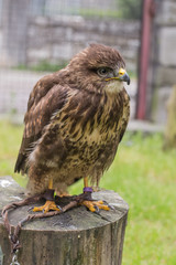 rapace