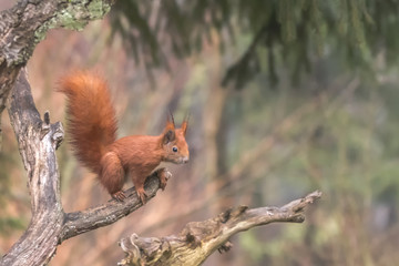 Eurasian Red Squirrel - (Sciurus vulgaris)  Cute arboreal, omnivorous rodent with long tail, climbing in the tree. Adorable curious mammal. Portrait of eurasian squirrel in natural environment.