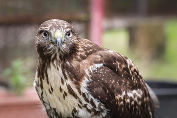 Rapace