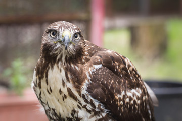 Rapace