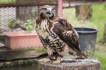 Rapace