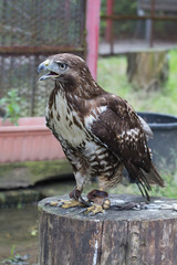 Rapace