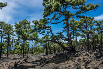 Fototapeta na wymiar Ruta de los volcanes trail path in La Palma