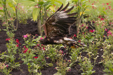 Rapace