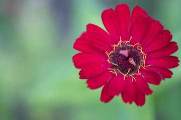 red flower