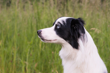 Border collie
