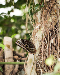 Morpho peleide, Himmelsfalter, Peru, Schmetterling 