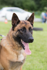 berger belge malinois
