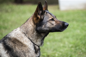 Berger belge malinois