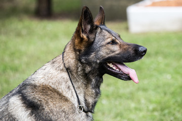 Berger belge malinois