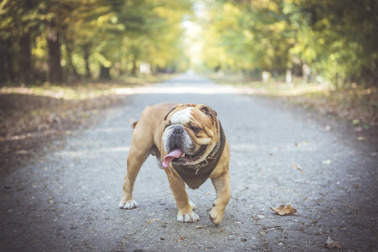 English bulldog fashionable posing in the woods,selective focus