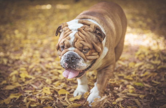 Portrait of big English bulldog in the park,selective focus