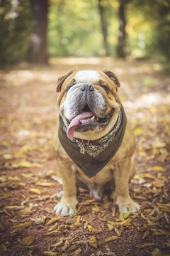 Fashionable English bulldog posing in the wood,selective focus
