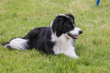 Border collie