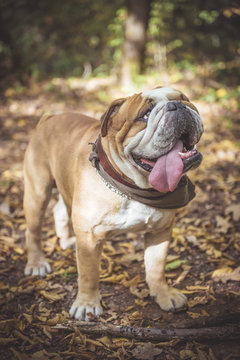 Cute English bulldog in the park at Autumn time
