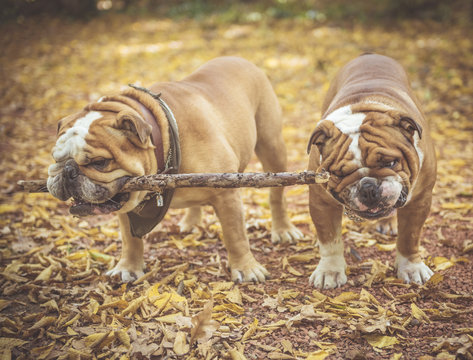 Two English bulldogs playing with wooden stick,selective focus and blurred motion