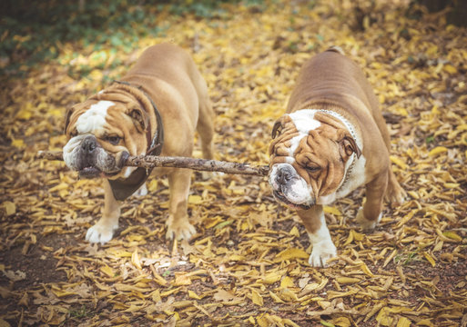 Two English bulldog playing with one wooden stick in the park,selective focus and blurred motion