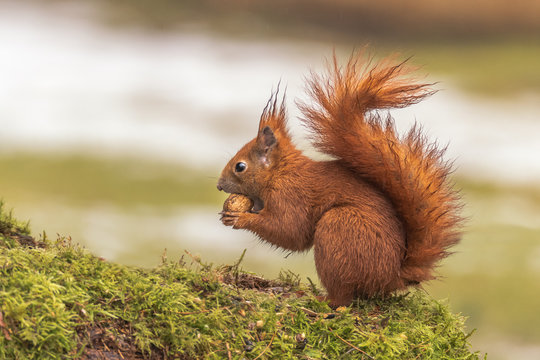 Eurasian Red Squirrel - (Sciurus vulgaris)  Cute arboreal, omnivorous rodent with long tail, climbing in the tree. Adorable curious mammal. Portrait of eurasian squirrel in natural environment.