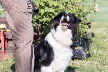 Border collie