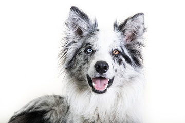Border collie studio