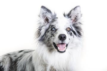 Naklejka premium Border collie studio