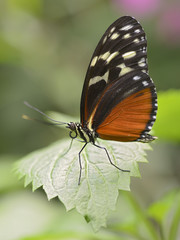 Fototapeta na wymiar Tiger Longwing butterfly (Heliconius hecale) feeding on leaf and seen from profile