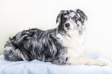 Border collie studio