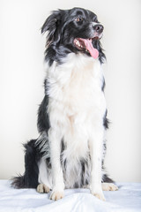 Border collie studio