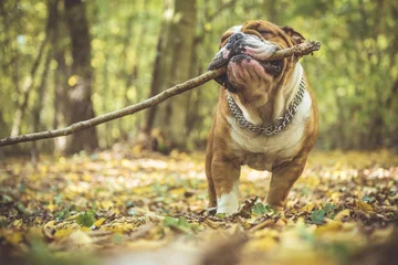 Poster Portret van grappige Engelse bulldog met houten stok in het park, selectieve aandacht © ltummy