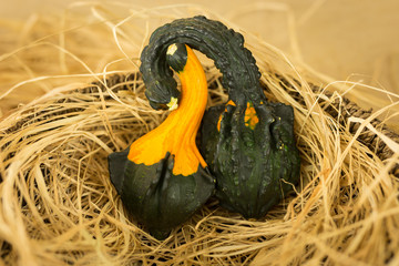 dynie ozdobne gniazdo © Marcin