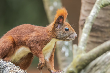 Eurasian Red Squirrel - (Sciurus vulgaris)  Cute arboreal, omnivorous rodent with long tail, climbing in the tree. Adorable curious mammal. Portrait of eurasian squirrel in natural environment.