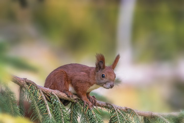 Eurasian Red Squirrel - (Sciurus vulgaris)  Cute arboreal, omnivorous rodent with long tail, climbing in the tree. Adorable curious mammal. Portrait of eurasian squirrel in natural environment.