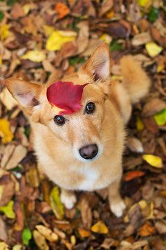 Hund im Herbstlaub
