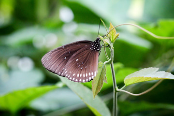 Euploea core, Edelfalter (Nymphalidae)