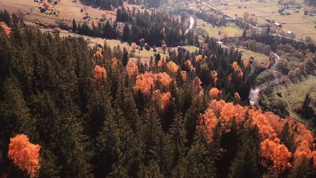 autumn mouting forest landscape in flight up warm tonning