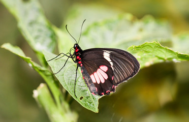 Passionsblumenfalter, Heliconius-erato