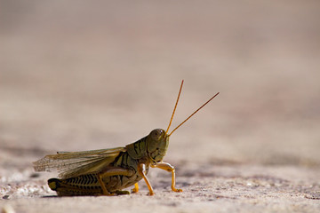 grasshopper close-up
