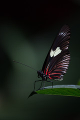 black butterfly on leaf