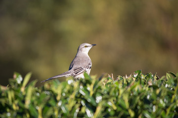 Mockingbird on bush