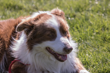 Border collie
