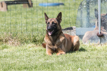 Berger belge malinois