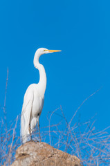 White Egret on the banks of Lake Hodges, Escondido, California