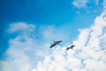Two Pelicans Cruising in the Early Morning Sky in San Diego